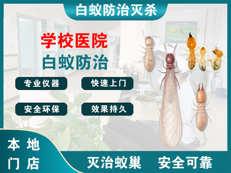 虹口学校医院白蚁防治