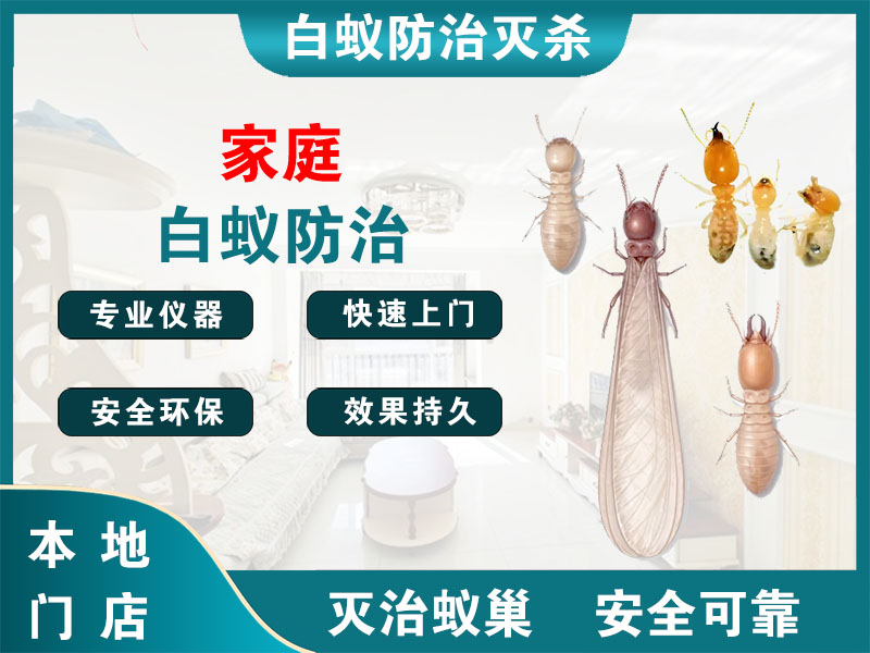 虹口家庭白蚁防治