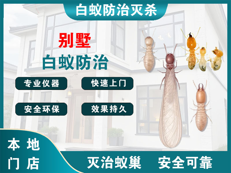 虹口别墅白蚁防治