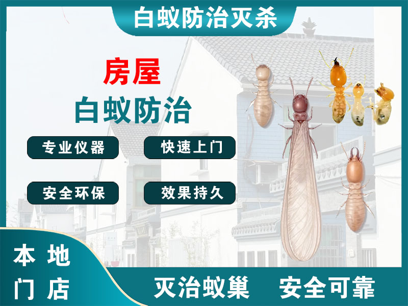 虹口房屋白蚁防治